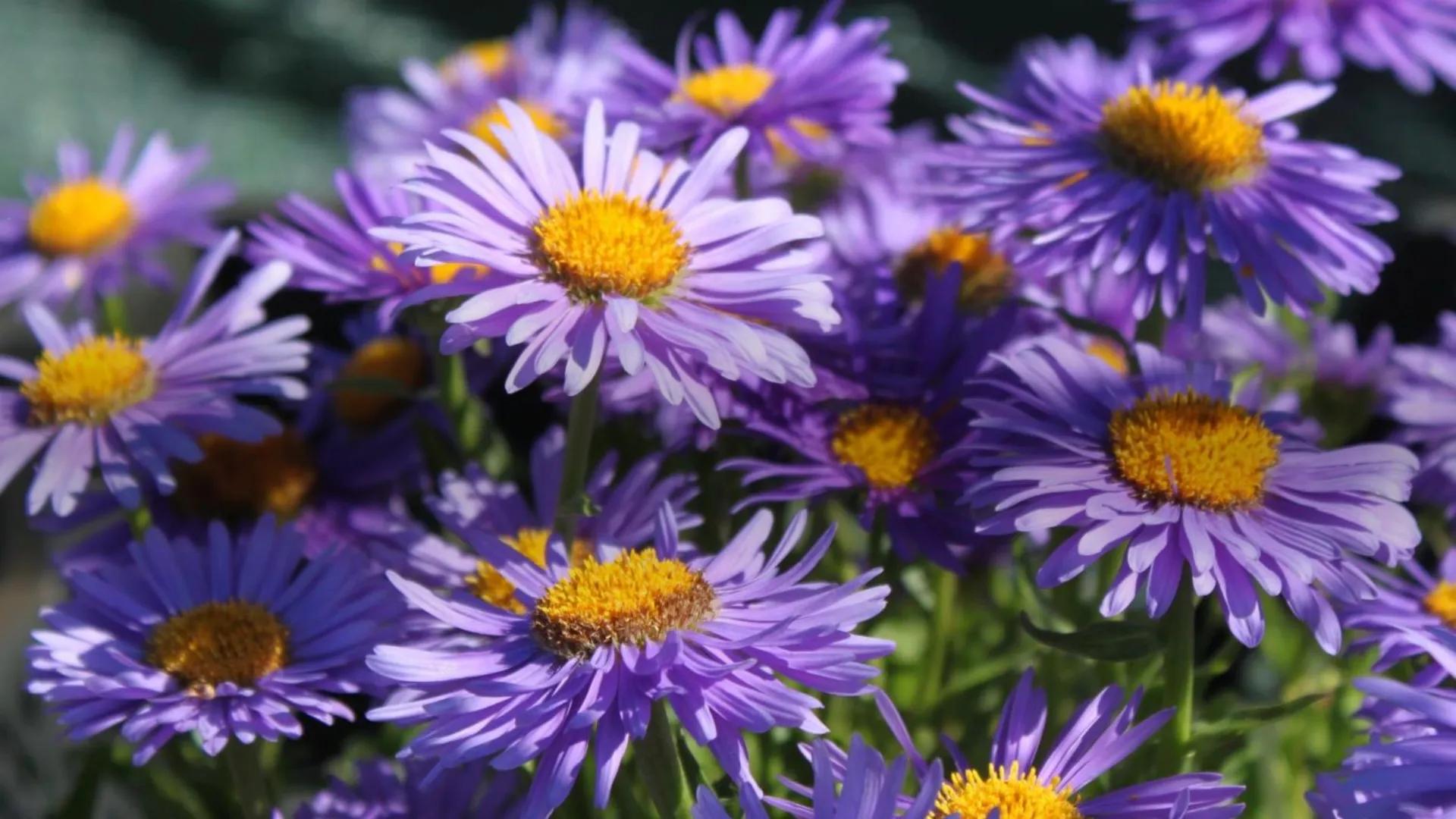  EXPRESSIONISMUS

Gehörte Franz Kafka dazu?

Von Viktoria Szewczyk Expressionismus –
Ein Überblick
Von: Viktoria Szewczyk
Fach: Deutsch LK
L