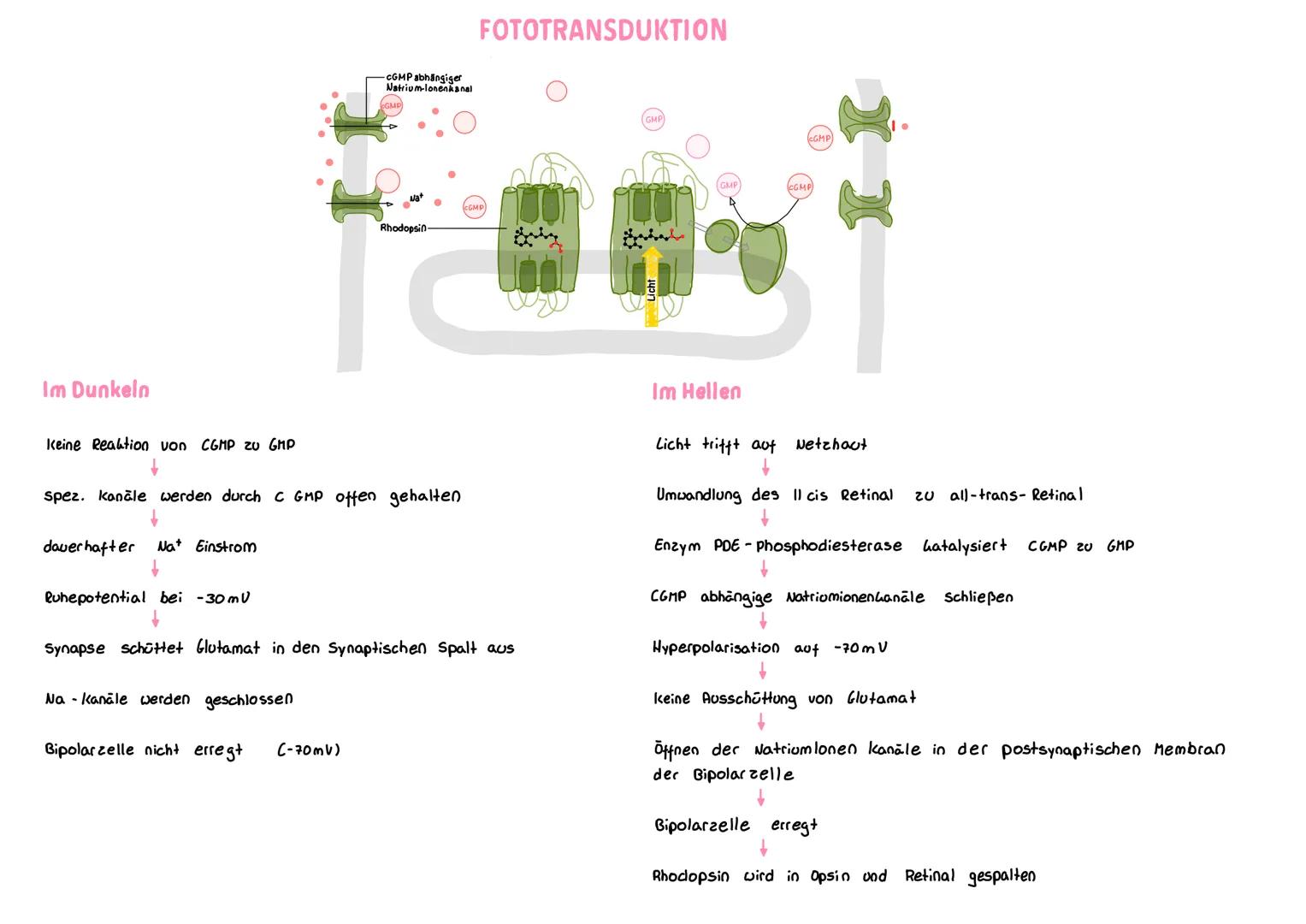 Im Dunkeln
keine Reaktion von CGMP zu GMP
↓
CGMP abhängiger
Natrium-lonenkanal
Na - Kanäle werden geschlossen
Rhodopsin
spez. kanāle werden 