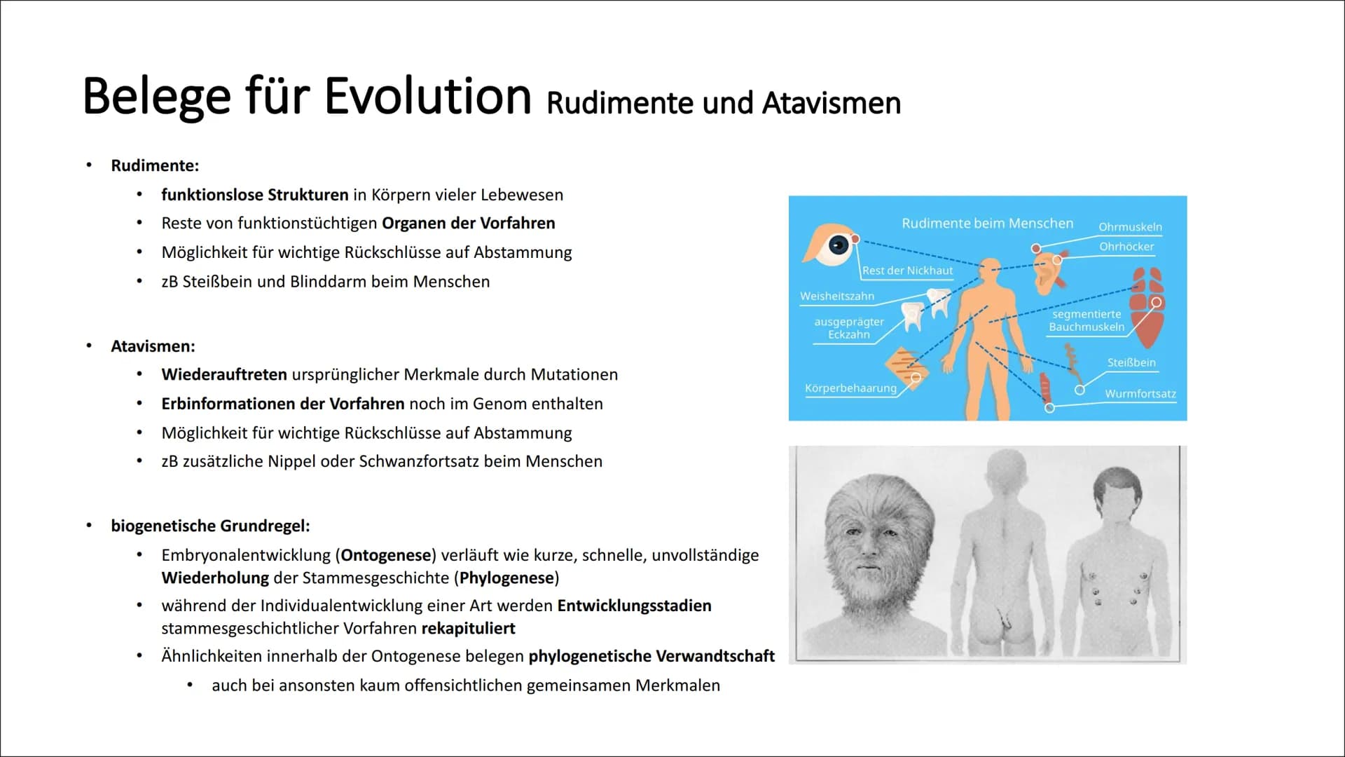 Belege für Evolution Koevolution und adaptive Radiation
Koevolution:
Anpassung einer Art bewirkt Anpassung einer anderen Art (reziproke Anpa