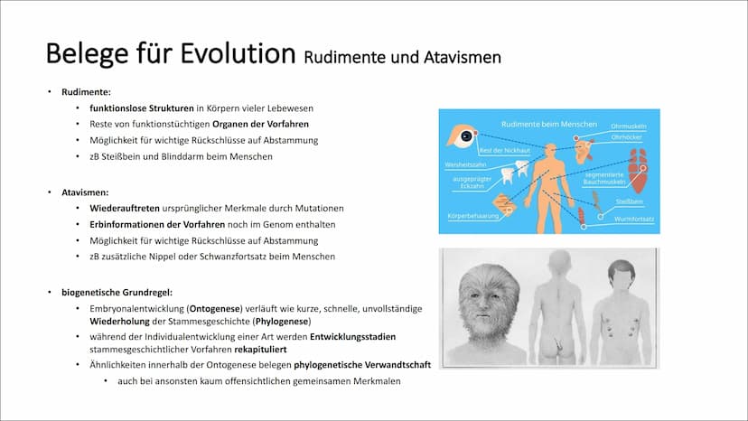 Belege für Evolution Koevolution und adaptive Radiation
Koevolution:
Anpassung einer Art bewirkt Anpassung einer anderen Art (reziproke Anpa
