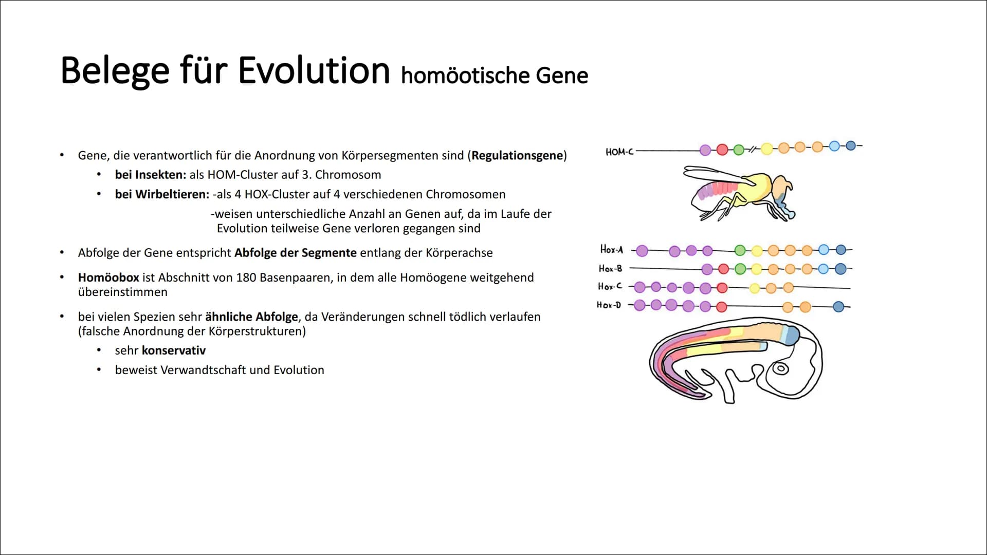Belege für Evolution Koevolution und adaptive Radiation
Koevolution:
Anpassung einer Art bewirkt Anpassung einer anderen Art (reziproke Anpa