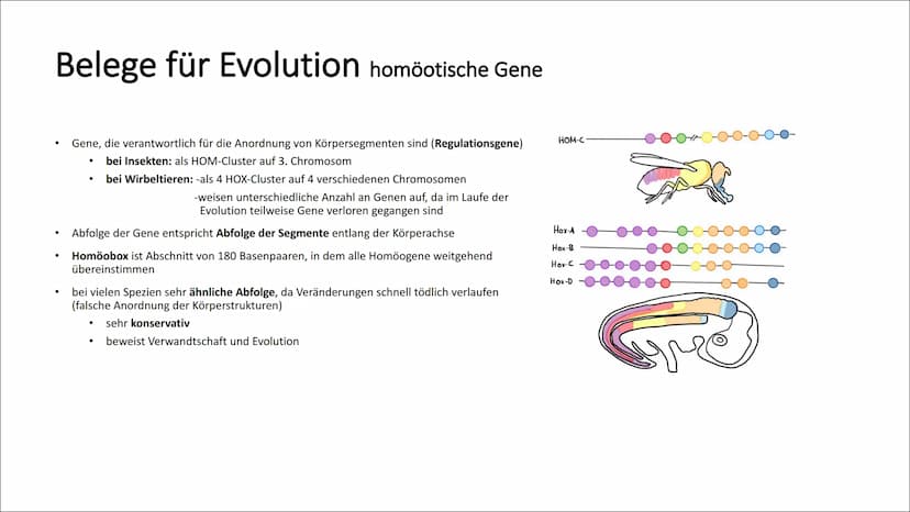 Belege für Evolution Koevolution und adaptive Radiation
Koevolution:
Anpassung einer Art bewirkt Anpassung einer anderen Art (reziproke Anpa