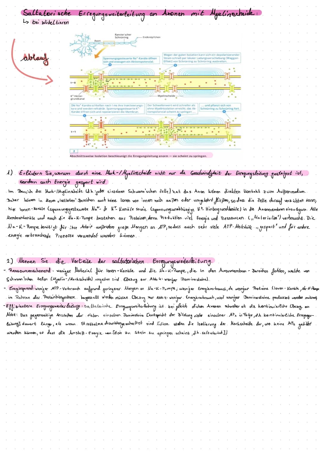 Die Entstehung
- Die lonenverteilung bei einer selektiv- permeablen llembran bedingt das Ruhe potential:
.• Unter. Normalbedingungen ist die