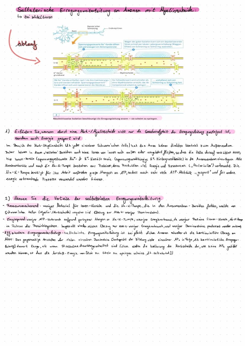 Die Entstehung
- Die lonenverteilung bei einer selektiv- permeablen llembran bedingt das Ruhe potential:
.• Unter. Normalbedingungen ist die