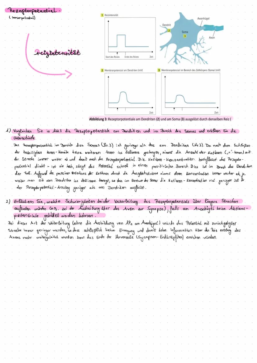 Die Entstehung
- Die lonenverteilung bei einer selektiv- permeablen llembran bedingt das Ruhe potential:
.• Unter. Normalbedingungen ist die