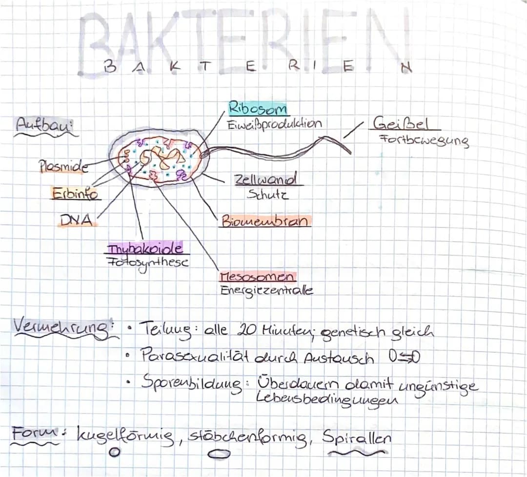 Bakterien