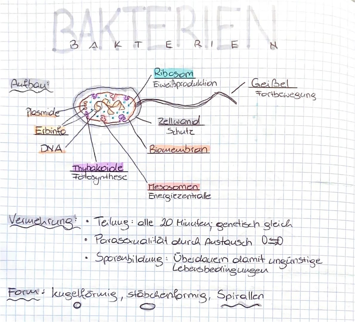 Aufbau
BAKTERIEN
Ribosom
Eiweißproduktion
Plasmide
Erbinto
DNA
Thybakoide
Fotosynthese
Zellwand
Schutz
Biomembran
a
Mesosomen
Energiezentral
