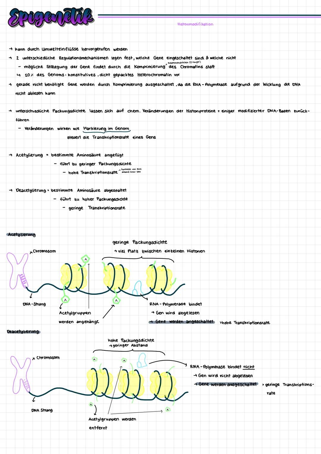 # Epigenetik

Histonmodifikation

→ kann durch Umwelteinflüsse hervorgerufen werden

→ 2 unterschiedliche Regulationsmechanismen legen fest,