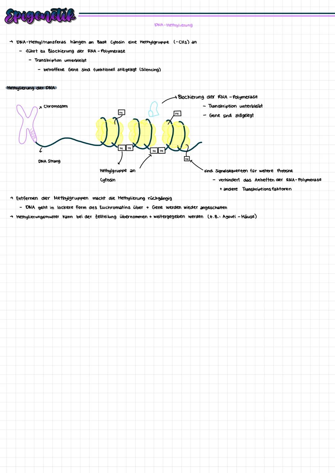 # Epigenetik

Histonmodifikation

→ kann durch Umwelteinflüsse hervorgerufen werden

→ 2 unterschiedliche Regulationsmechanismen legen fest,