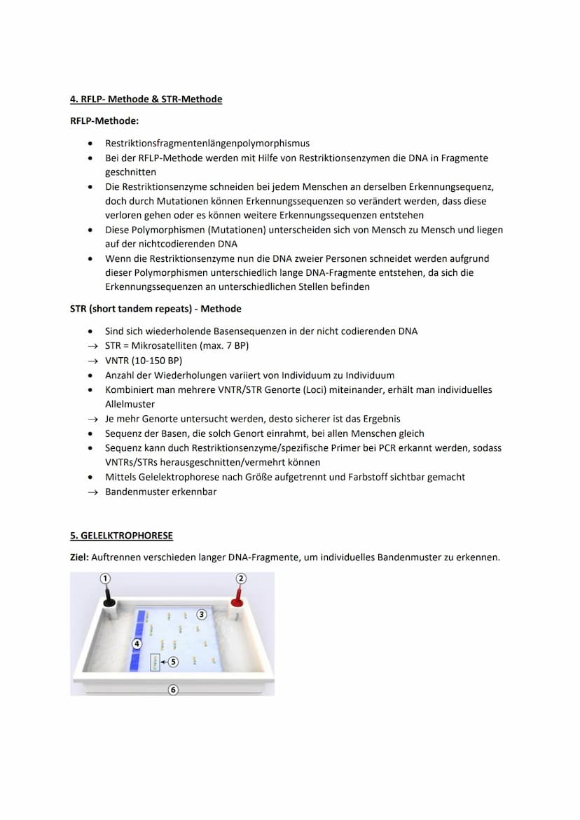 1.GENETISCHER FINGERABDRUCK
Muster aus den Längen bestimmter DNA-Abschnitten
Variieren und für jeden Menschen einzigartig
Man analysiert kur