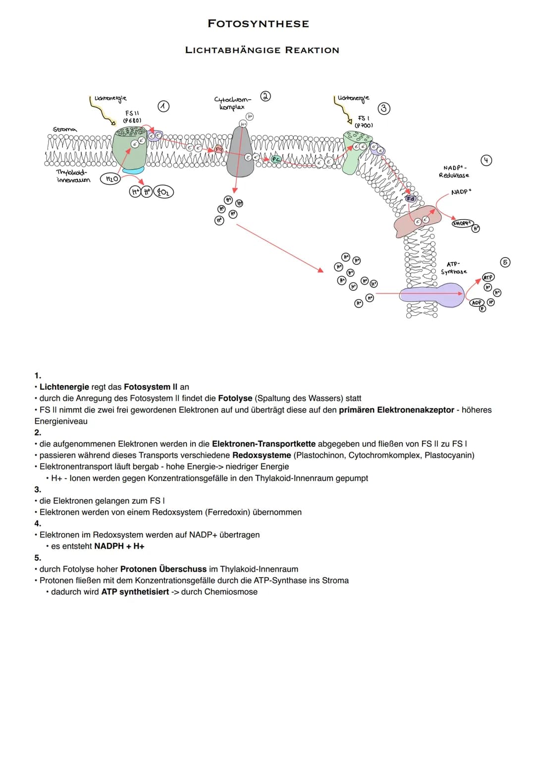 Stroma
UN
Thylakoid-
innenraum
Lichtenergie
H₂O
FS 11
(P680)
FOTOSYNTHESE
LICHTABHÄNGIGE REAKTION
Cytochrom
komplex
(2)
Cowes
Lichtenergle
3