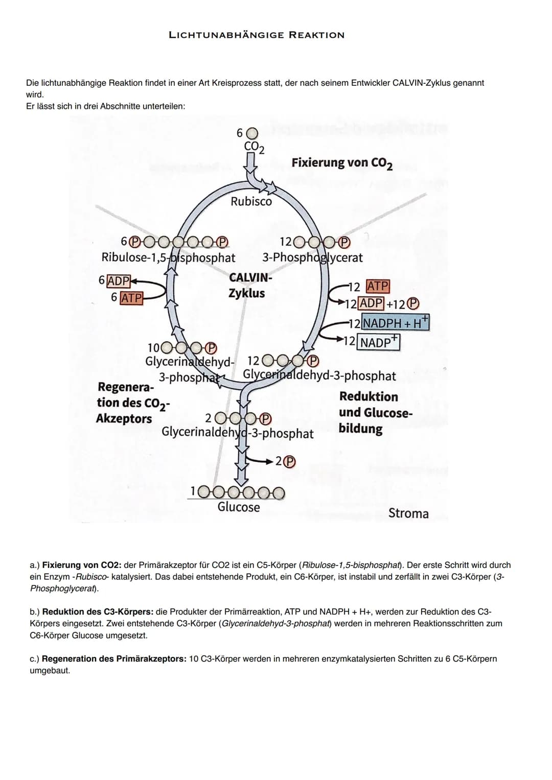 Stroma
UN
Thylakoid-
innenraum
Lichtenergie
H₂O
FS 11
(P680)
FOTOSYNTHESE
LICHTABHÄNGIGE REAKTION
Cytochrom
komplex
(2)
Cowes
Lichtenergle
3