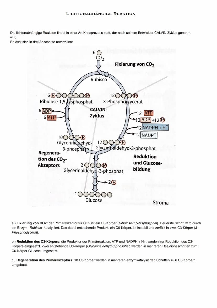 Stroma
UN
Thylakoid-
innenraum
Lichtenergie
H₂O
FS 11
(P680)
FOTOSYNTHESE
LICHTABHÄNGIGE REAKTION
Cytochrom
komplex
(2)
Cowes
Lichtenergle
3