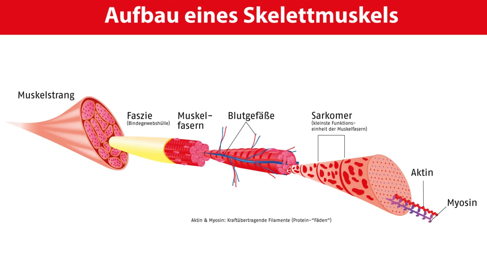 PROTEINE
VON MELEK KAPLAN Proteinen
Wichtige Moleküle im Körper von Lebewesen
Proteine (Eiweiße) sind Makromoleküle. Man versteht darunter g