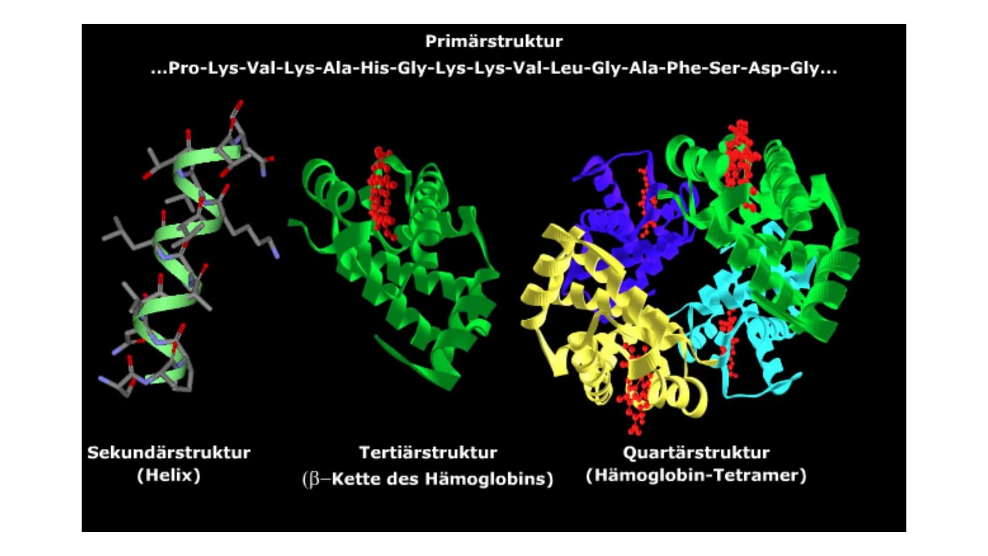 PROTEINE
VON MELEK KAPLAN Proteinen
Wichtige Moleküle im Körper von Lebewesen
Proteine (Eiweiße) sind Makromoleküle. Man versteht darunter g