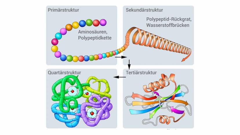 PROTEINE
VON MELEK KAPLAN Proteinen
Wichtige Moleküle im Körper von Lebewesen
Proteine (Eiweiße) sind Makromoleküle. Man versteht darunter g