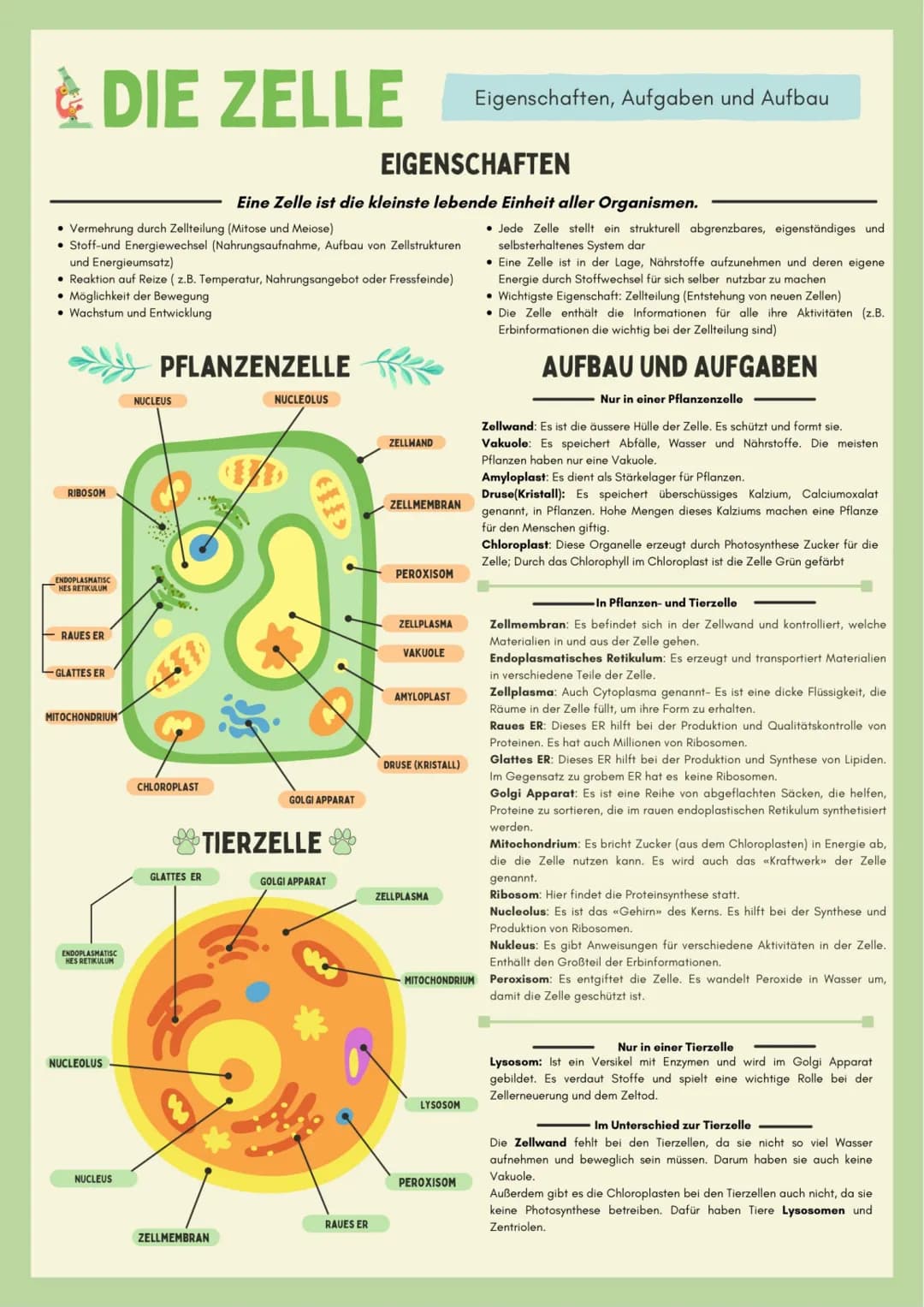 DIE ZELLE
• Vermehrung durch Zellteilung (Mitose und Meiose)
• Stoff-und Energiewechsel (Nahrungsaufnahme, Aufbau von Zellstrukturen
und Ene