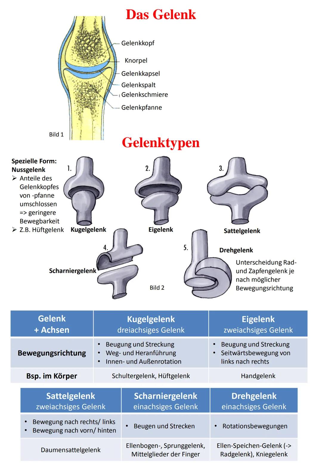 # Das Gelenk

Bild 1

- Gelenkkopf
- Knorpel
- Gelenkkapsel
- Gelenkspalt
- Gelenkschmiere
- Gelenkpfanne

# Gelenktypen

Spezielle Form:
Nu