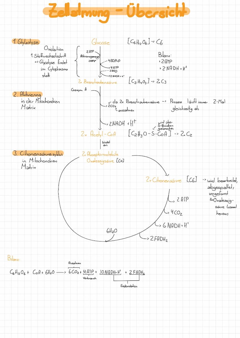 Zellatmung
Vorbetrachtungen
Adenosin - Tri-Phosphat= ATP
vergleichbar mit einem Weinen, transportablen Akku, d.b. ATP hann Weine Energieport