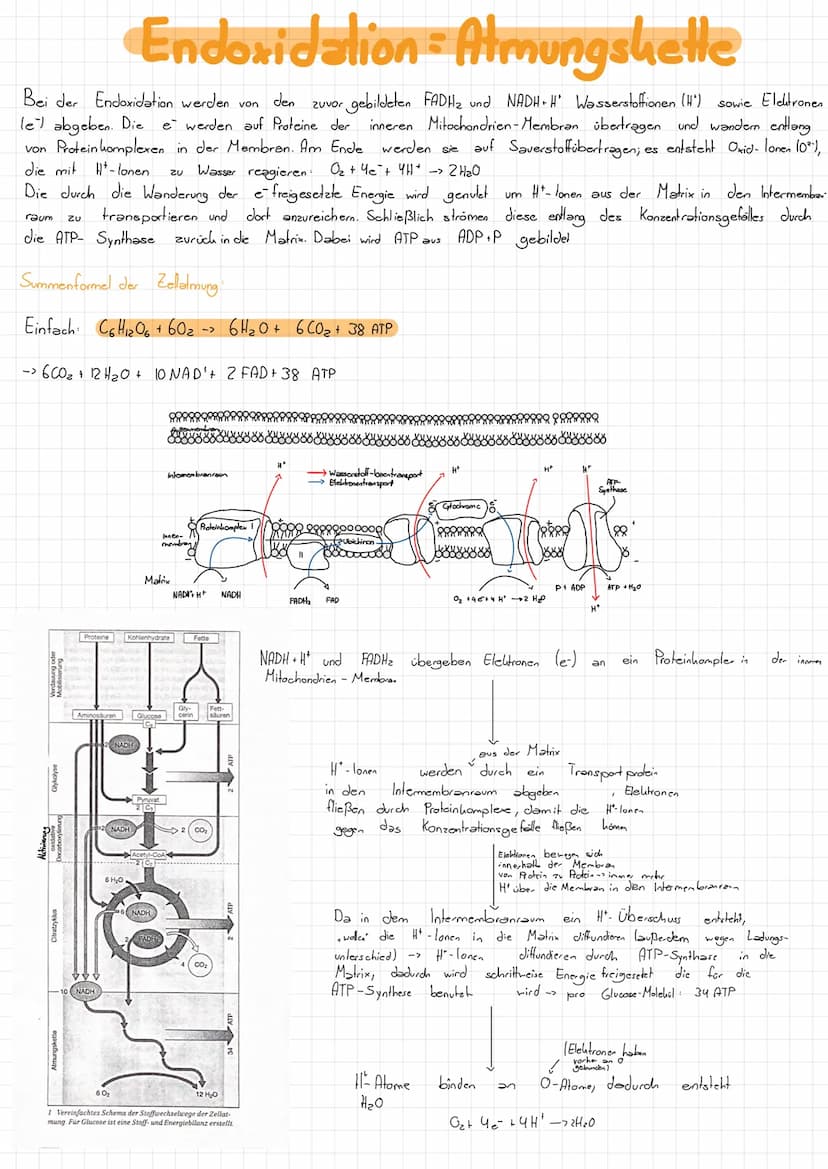 Zellatmung
Vorbetrachtungen
Adenosin - Tri-Phosphat= ATP
vergleichbar mit einem Weinen, transportablen Akku, d.b. ATP hann Weine Energieport