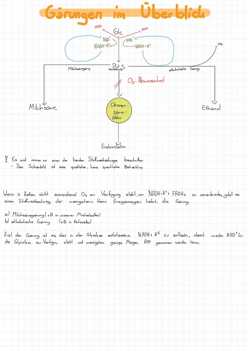 Zellatmung
Vorbetrachtungen
Adenosin - Tri-Phosphat= ATP
vergleichbar mit einem Weinen, transportablen Akku, d.b. ATP hann Weine Energieport
