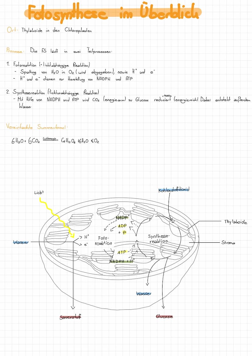 Zellatmung
Vorbetrachtungen
Adenosin - Tri-Phosphat= ATP
vergleichbar mit einem Weinen, transportablen Akku, d.b. ATP hann Weine Energieport