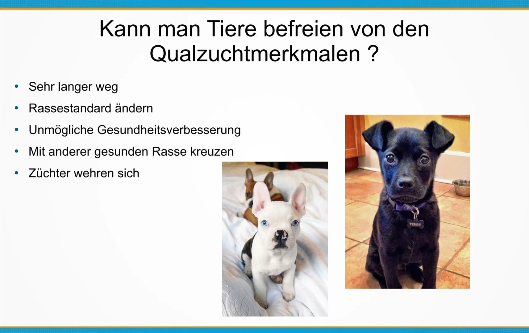 Qualzucht bei Hunden
Welche Konsequenzen kann Qualzucht bei Hunden
hervorrufen? ●
Einleitung
Definition
Häufigste Formen der Qualzucht
→ Qua