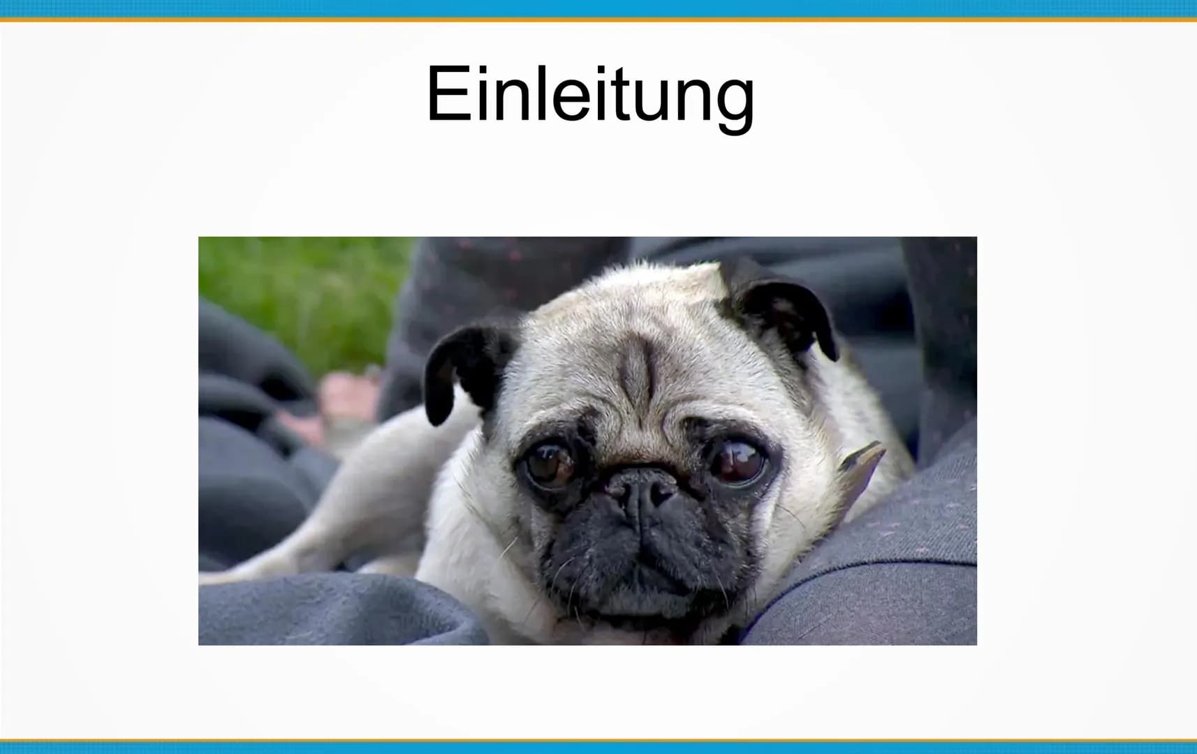 Qualzucht bei Hunden
Welche Konsequenzen kann Qualzucht bei Hunden
hervorrufen? ●
Einleitung
Definition
Häufigste Formen der Qualzucht
→ Qua