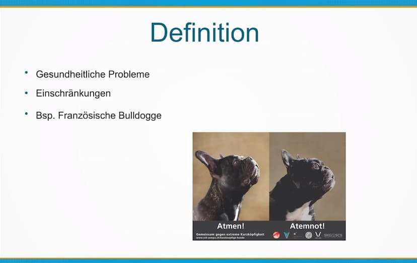 Qualzucht bei Hunden
Welche Konsequenzen kann Qualzucht bei Hunden
hervorrufen? ●
Einleitung
Definition
Häufigste Formen der Qualzucht
→ Qua