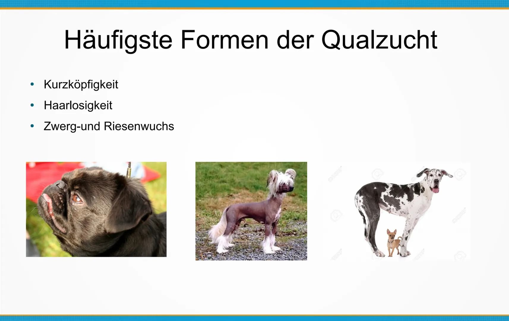 Qualzucht bei Hunden
Welche Konsequenzen kann Qualzucht bei Hunden
hervorrufen? ●
Einleitung
Definition
Häufigste Formen der Qualzucht
→ Qua