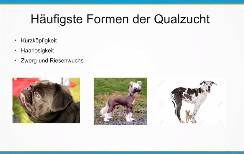 Qualzucht bei Hunden
Welche Konsequenzen kann Qualzucht bei Hunden
hervorrufen? ●
Einleitung
Definition
Häufigste Formen der Qualzucht
→ Qua