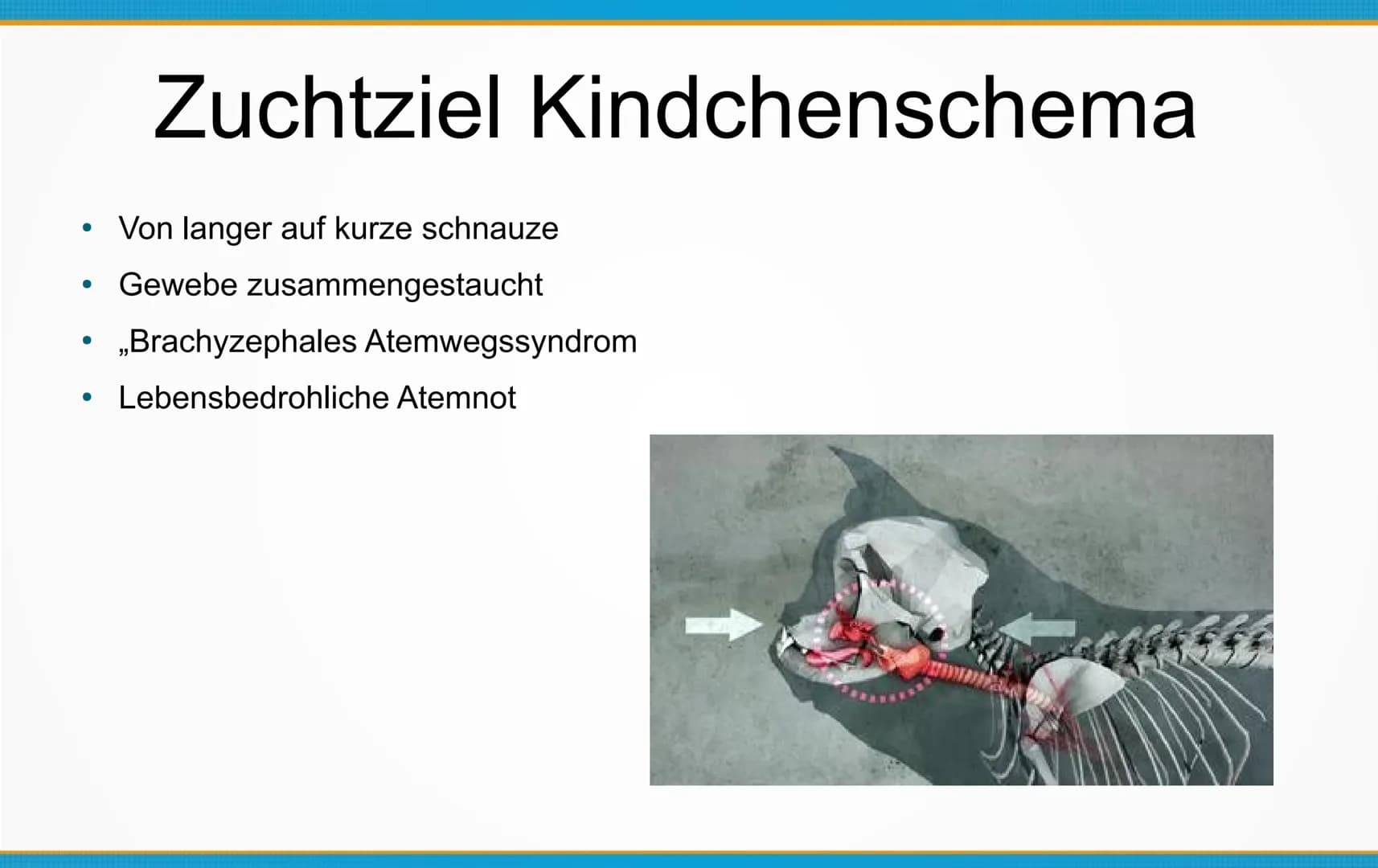 Qualzucht bei Hunden
Welche Konsequenzen kann Qualzucht bei Hunden
hervorrufen? ●
Einleitung
Definition
Häufigste Formen der Qualzucht
→ Qua