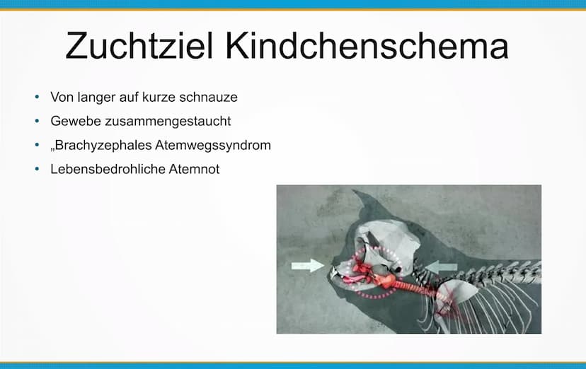 Qualzucht bei Hunden
Welche Konsequenzen kann Qualzucht bei Hunden
hervorrufen? ●
Einleitung
Definition
Häufigste Formen der Qualzucht
→ Qua