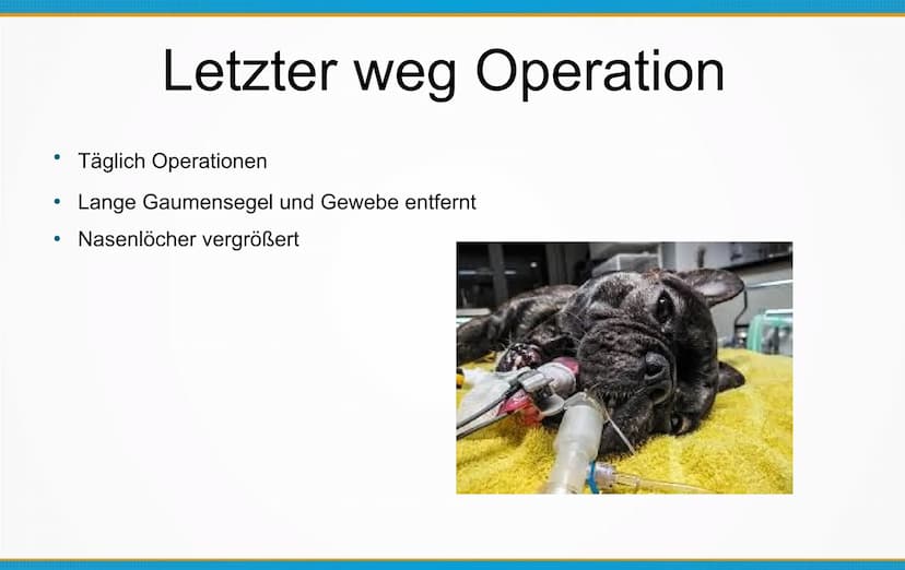 Qualzucht bei Hunden
Welche Konsequenzen kann Qualzucht bei Hunden
hervorrufen? ●
Einleitung
Definition
Häufigste Formen der Qualzucht
→ Qua