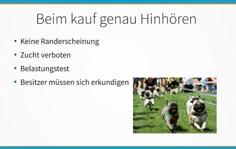 Qualzucht bei Hunden
Welche Konsequenzen kann Qualzucht bei Hunden
hervorrufen? ●
Einleitung
Definition
Häufigste Formen der Qualzucht
→ Qua