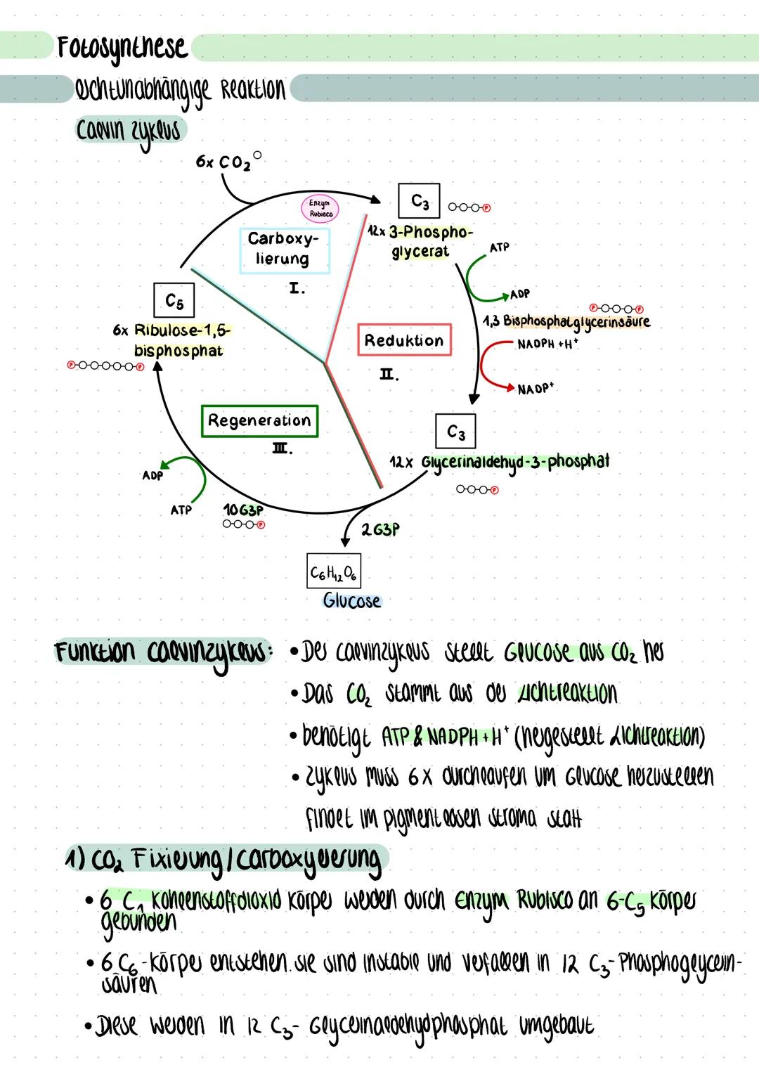 # Fotosynthese

uchtunabhängige Reaktion

Calvin Zyklus

6x CO2

Enzym
Rubisco

Carboxy-
lierung

C5

6x Ribulose-1,5-
bisphosphat

000-00-0