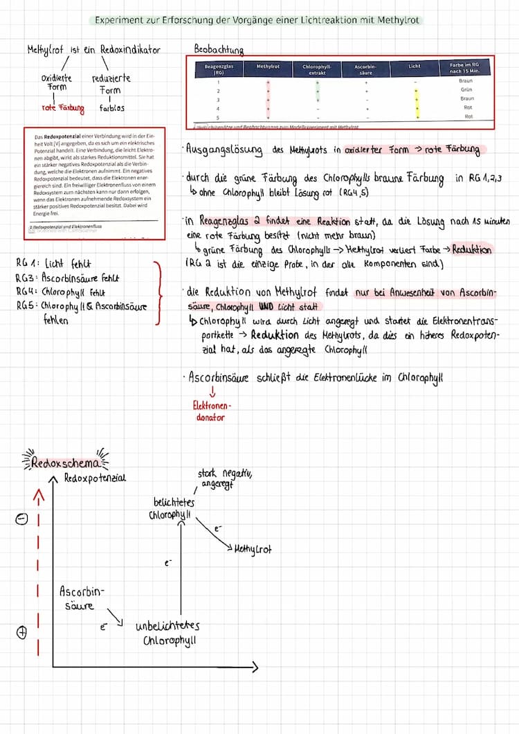 Know Energetisches Modell der Fotosynthese (ATP Bildung) thumbnail