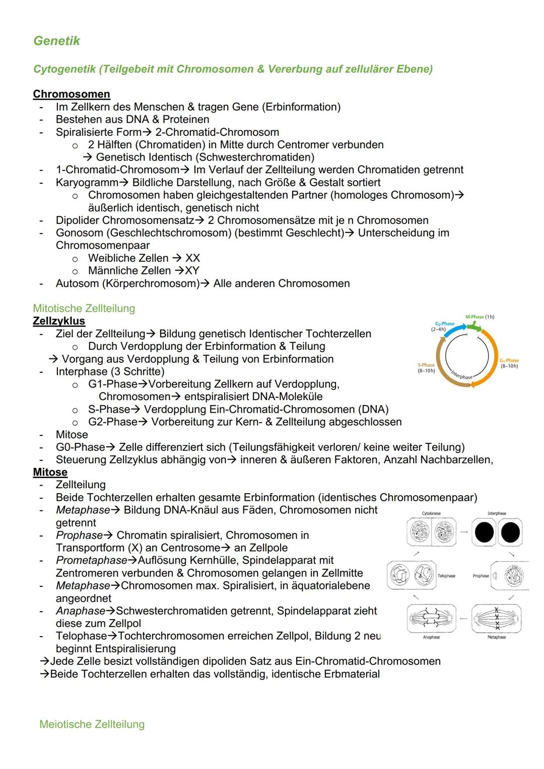 # Genetik

Cytogenetik (Teilgebeit mit Chromosomen & Vererbung auf zellulärer Ebene)

Chromosomen

- Im Zellkern des Menschen & tragen Gene 