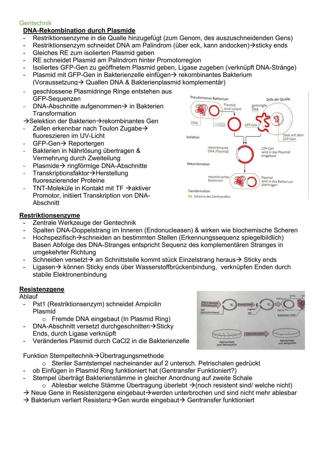 # Genetik

Cytogenetik (Teilgebeit mit Chromosomen & Vererbung auf zellulärer Ebene)

Chromosomen

- Im Zellkern des Menschen & tragen Gene 