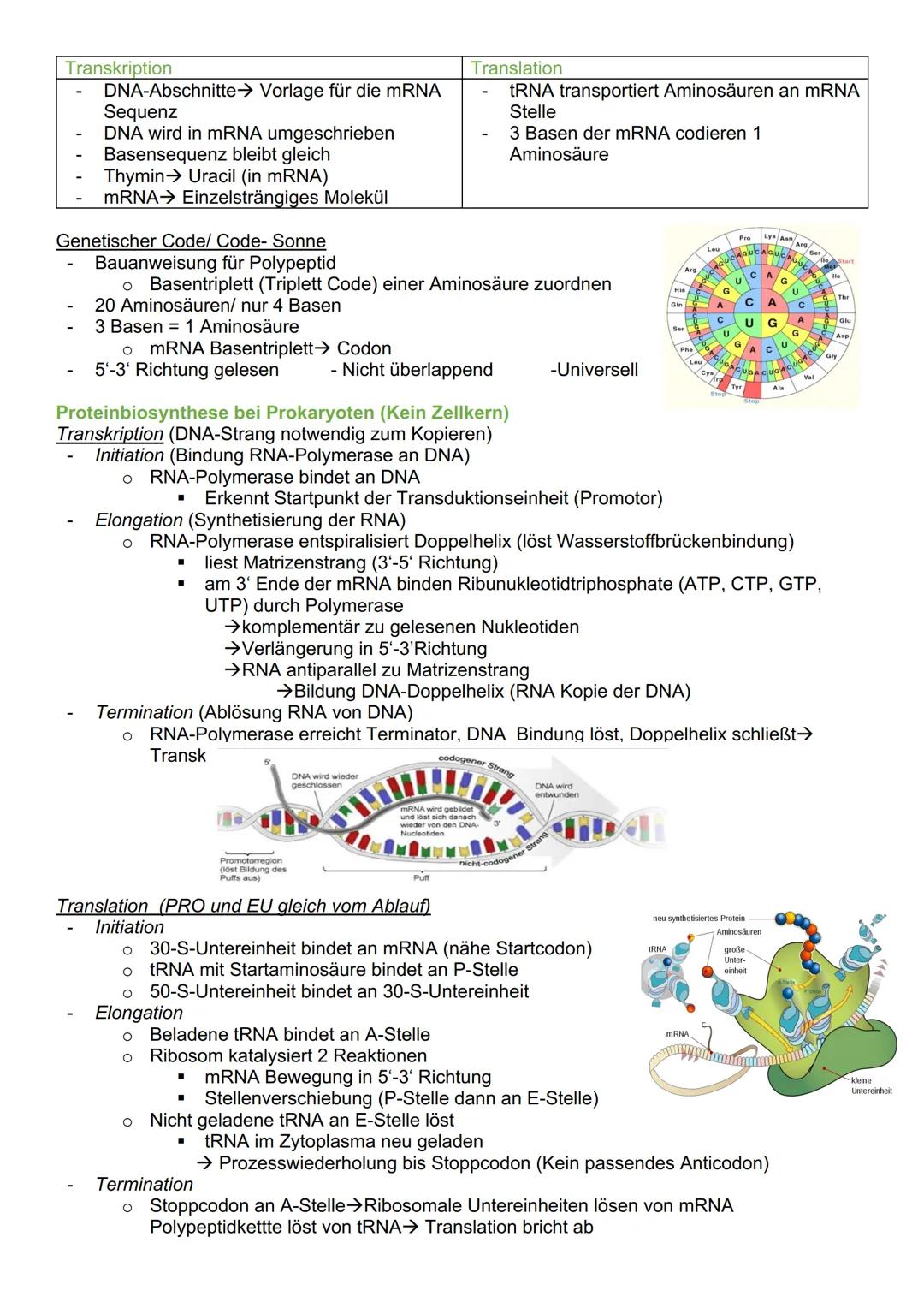 # Genetik

Cytogenetik (Teilgebeit mit Chromosomen & Vererbung auf zellulärer Ebene)

Chromosomen

- Im Zellkern des Menschen & tragen Gene 