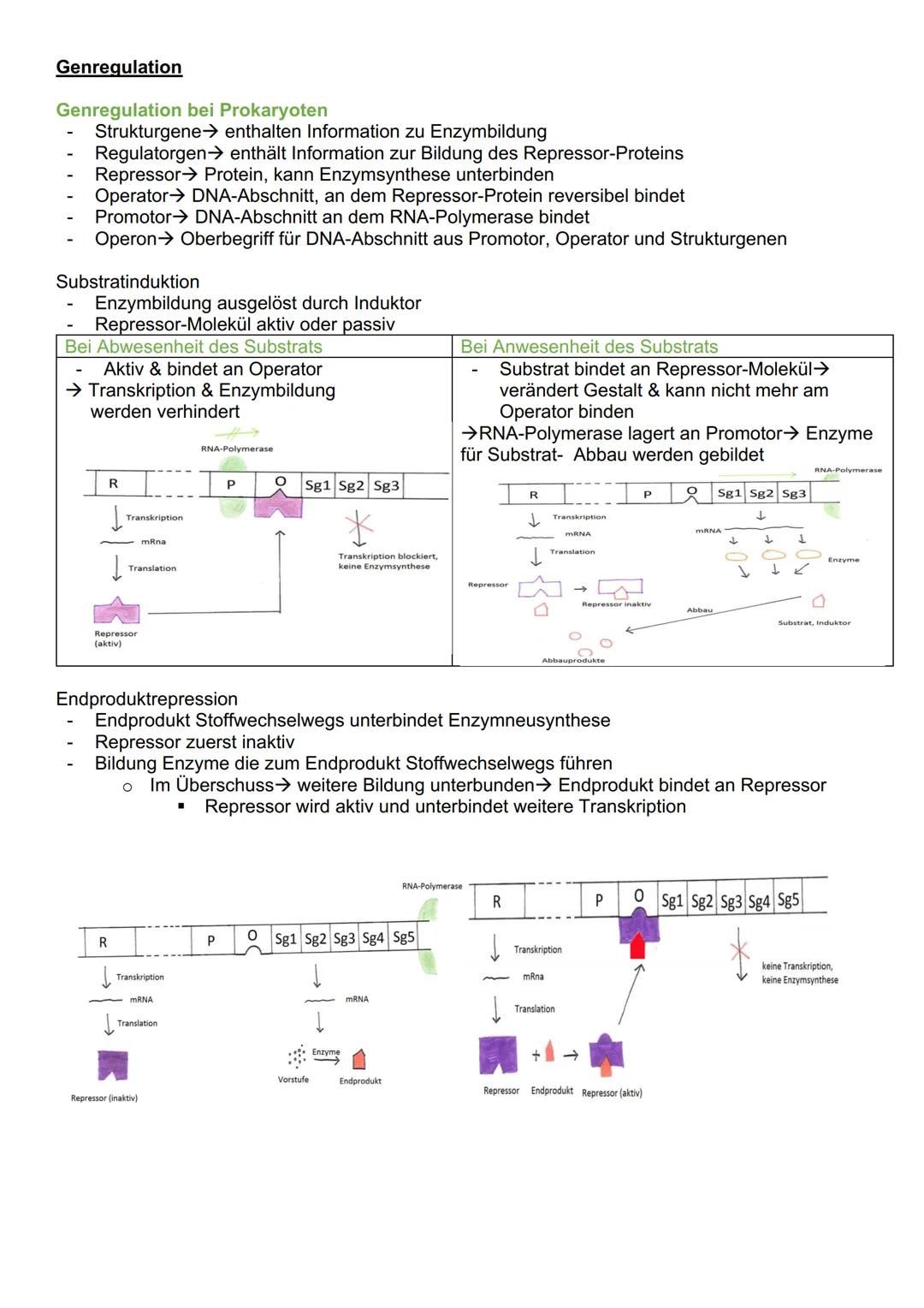 # Genetik

Cytogenetik (Teilgebeit mit Chromosomen & Vererbung auf zellulärer Ebene)

Chromosomen

- Im Zellkern des Menschen & tragen Gene 