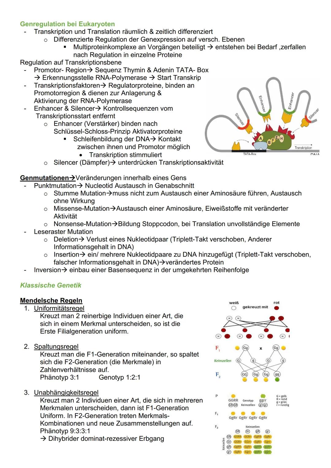 # Genetik

Cytogenetik (Teilgebeit mit Chromosomen & Vererbung auf zellulärer Ebene)

Chromosomen

- Im Zellkern des Menschen & tragen Gene 