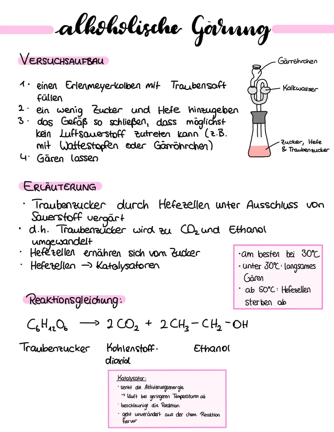 alkoholische Garning
VERSUCHSAUFBAU
1. einen Erlenmeyerkolben mit Trauben saft
füllen
2. ein wenig Zucker und Hefe hinzugeben
3. das Gefäß s