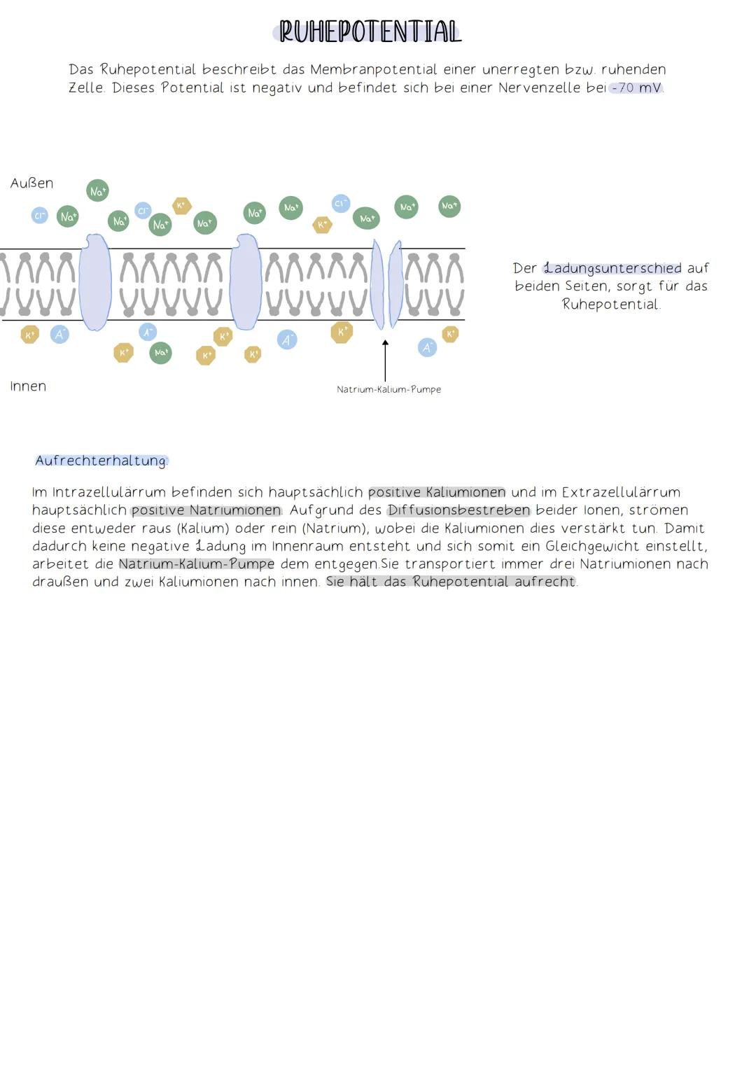 Außen
RUHEPOTENTIAL
Das Ruhepotential beschreibt das Membranpotential einer unerregten bzw. ruhenden
Zelle. Dieses Potential ist negativ und