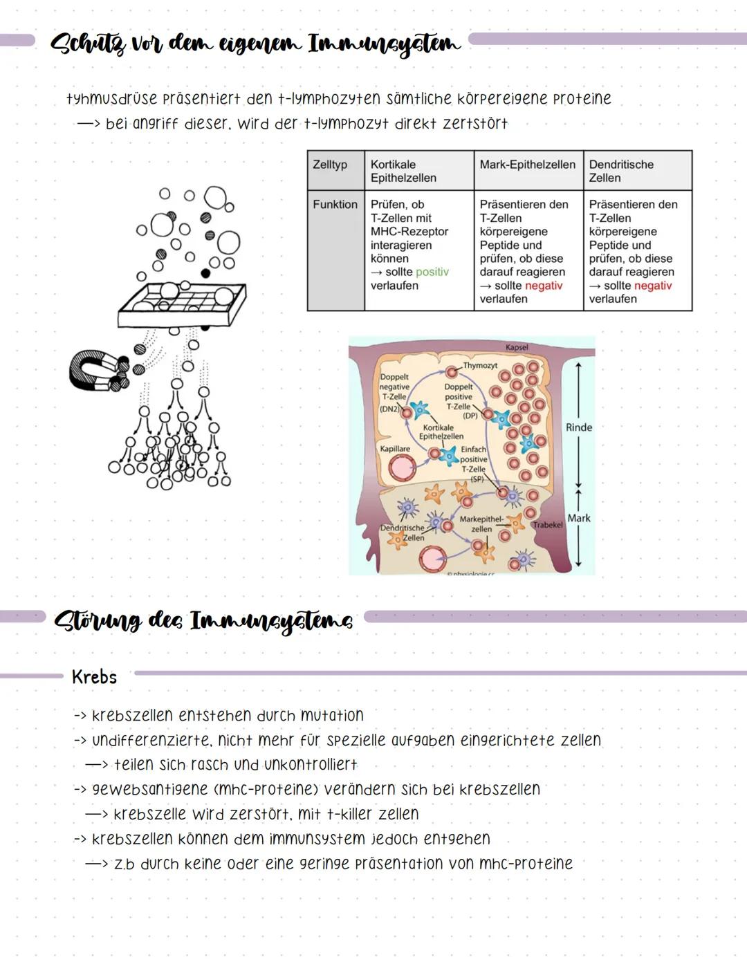 Bent und seine Bestandteile
Aufgaben des Blutes
-> Stofftransport (sauerstoff, CO2, nährstoffe, hormone....).
-> immunabwehr
-> regulation d