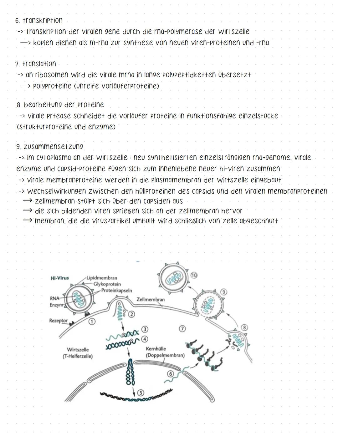 Bent und seine Bestandteile
Aufgaben des Blutes
-> Stofftransport (sauerstoff, CO2, nährstoffe, hormone....).
-> immunabwehr
-> regulation d