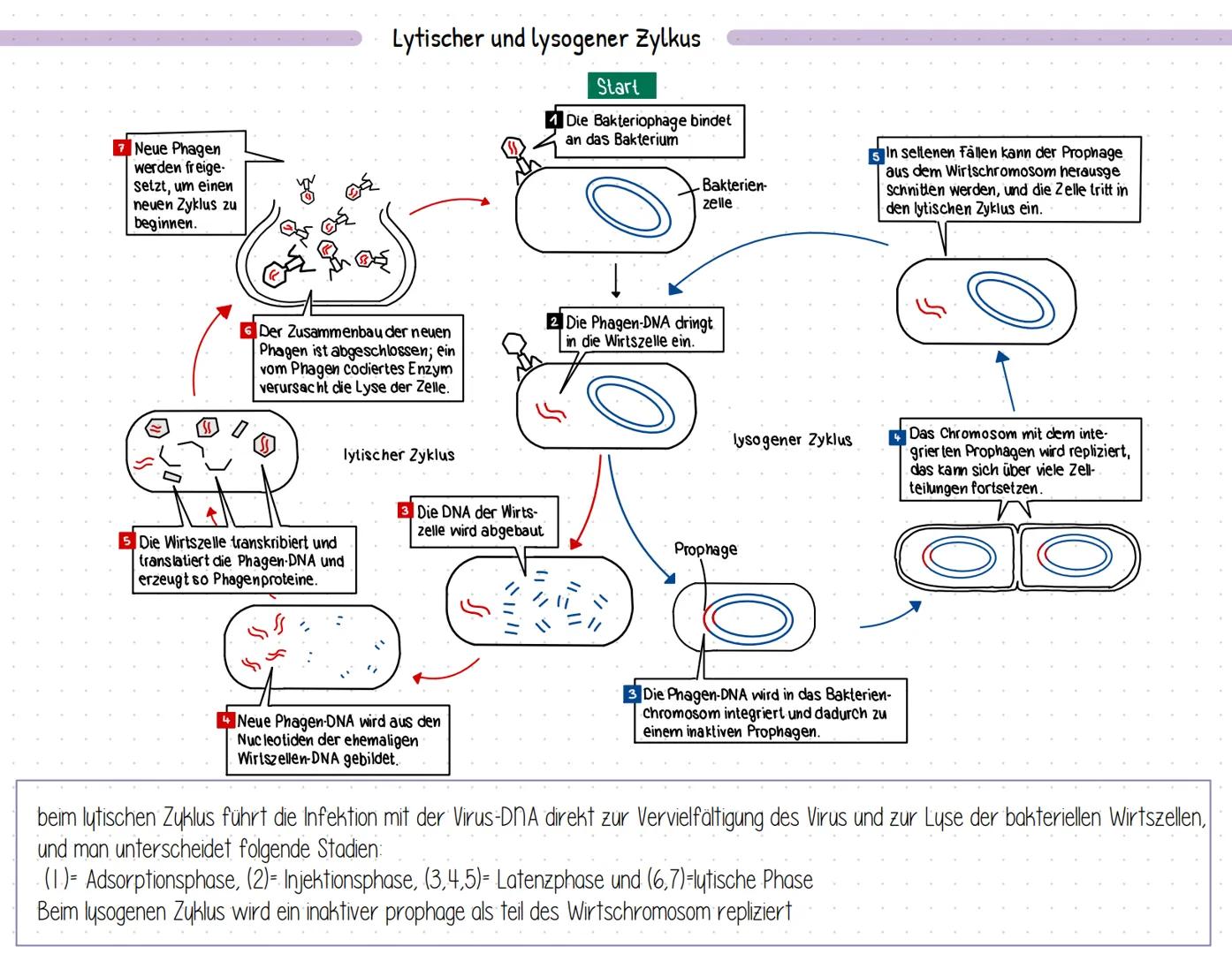 Bent und seine Bestandteile
Aufgaben des Blutes
-> Stofftransport (sauerstoff, CO2, nährstoffe, hormone....).
-> immunabwehr
-> regulation d