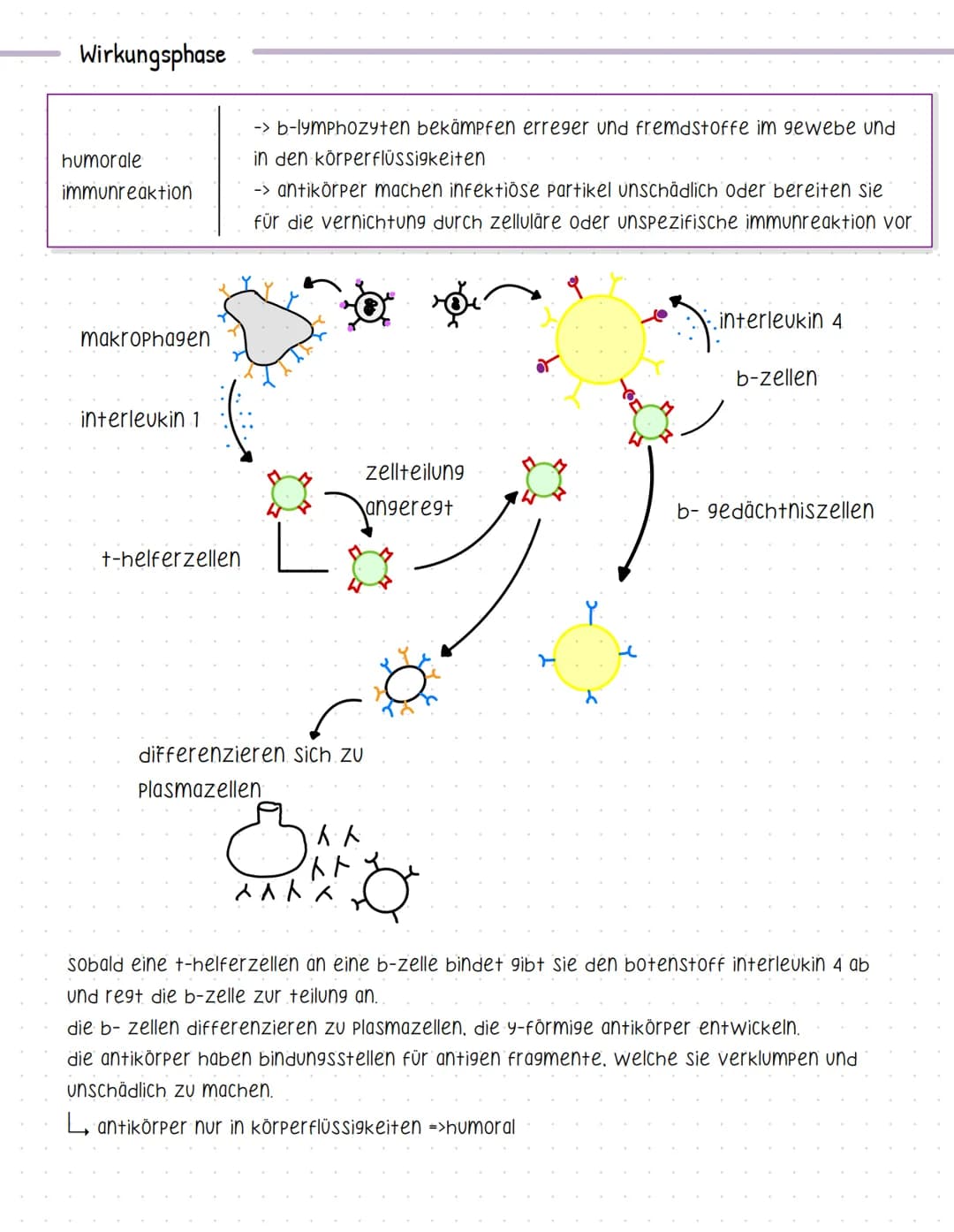 Bent und seine Bestandteile
Aufgaben des Blutes
-> Stofftransport (sauerstoff, CO2, nährstoffe, hormone....).
-> immunabwehr
-> regulation d