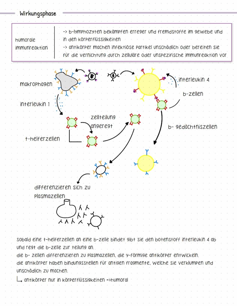 Bent und seine Bestandteile
Aufgaben des Blutes
-> Stofftransport (sauerstoff, CO2, nährstoffe, hormone....).
-> immunabwehr
-> regulation d