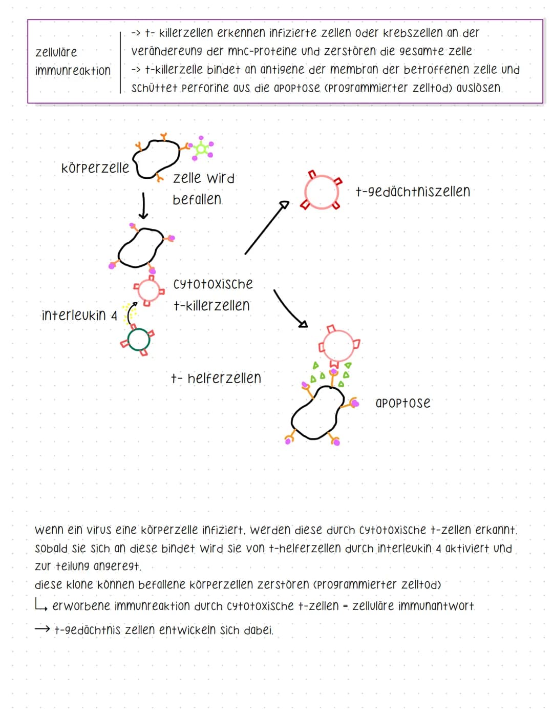 Bent und seine Bestandteile
Aufgaben des Blutes
-> Stofftransport (sauerstoff, CO2, nährstoffe, hormone....).
-> immunabwehr
-> regulation d